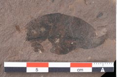 Foto (Detailansicht) von Sphaeria palaeosapindi Ettingshausen (NHMW-GEO-2024-0188-0040)